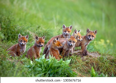 Red Fox, Vulpes Vulpes, Cubs Sitting By The Den. Group Of Animal Babies Looking Around. Wildlife Scenery With Multiple Small Wild Predators.