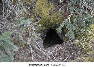 Fox Burrow High Res Stock Images Shutterstock