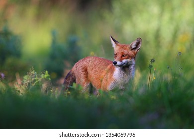 Red Fox (Vulpes vulpes) during spring time in green grass.