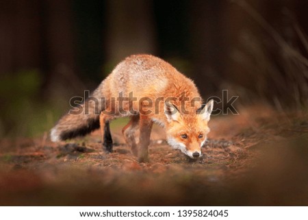 Red Fox, Vulpes vulpes in fall forest. Beautiful animal in the nature habitat. Wildlife scene from the wild nature. Fox running in orange and yellow autumn leaves. Animal in fall wood habitat.