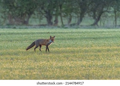 Red Fox (Vulpes Vulpes) In A Farmer's Field, Norfolk, UK.