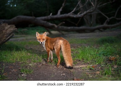 Red Fox (Vulpes Vulpes) In A Forest In The Evening, UK.