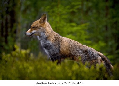 Red fox (Vulpes vulpes) in forest. Red fox (Vulpes vulpes) Photo from world´s animal. Photo from world´s animal. Blurry grass around the red fox - Powered by Shutterstock