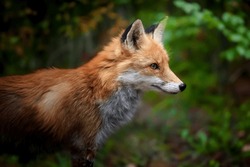 Red Fox, Vulpes Vulpes In Forest. Wild Animal In Natural Environment. Wildlife Scene From Nature