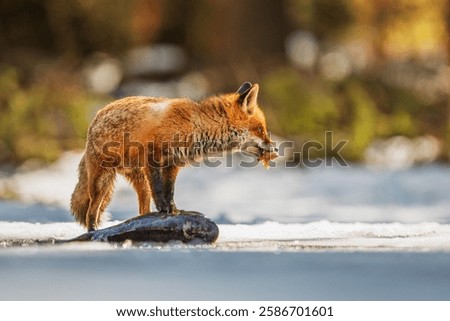red fox (Vulpes vulpes) found a dead fish in the snow and ice