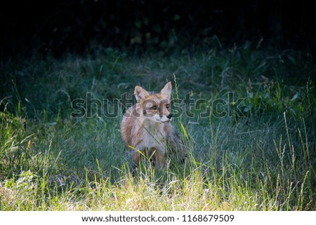 Similar – Europäischer Rotfuchs