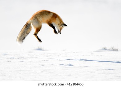 Red Fox (Vulpes vulpes) - Hunting I