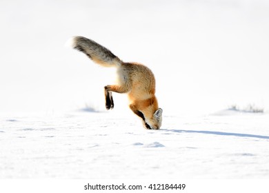 Red Fox (Vulpes vulpes) - Hunting III