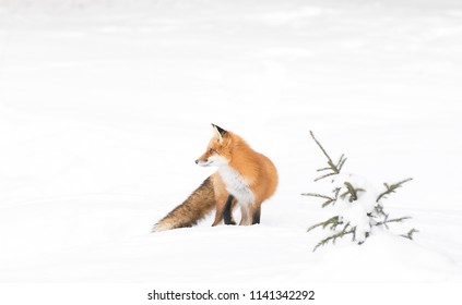 Red Fox Vulpes Vulpes Isolated On White Background With Bushy Tail Hunting Through The Snow In Algonquin Park In Canada