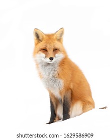 Red fox Vulpes vulpes