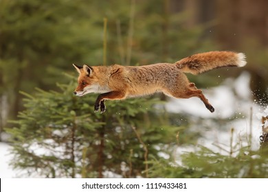 red fox, Vulpes vulpes, is jumping over small tree