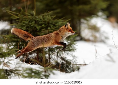 木から食べ物へ飛び移る赤いキツネ写真素材 Shutterstock