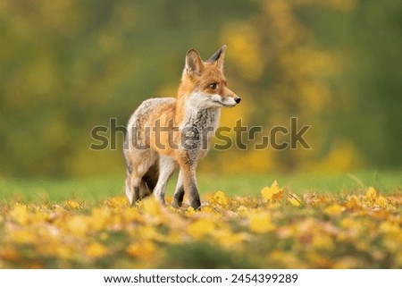Red fox (Vulpes vulpes) is the largest of the true foxes and one of the most widely distributed members of the order Carnivora