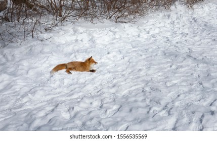 A red fox (Vulpes vulpes) is lay down on background of snow in winter of Noboribetsu, Hokkaido, Japan