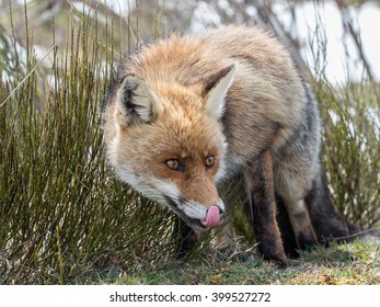 Red fox (Vulpes vulpes) licking its nose - Powered by Shutterstock