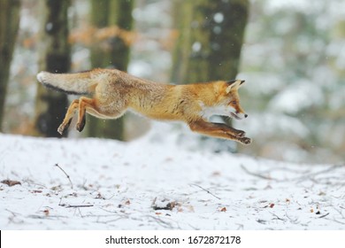 Red fox (Vulpes vulpes) long jump in snowed forest. Wildlife scene from Europe. Orange fur coat animal hunting in nature habitat. Fox in winter. Habitat Europe, Asia, North America.