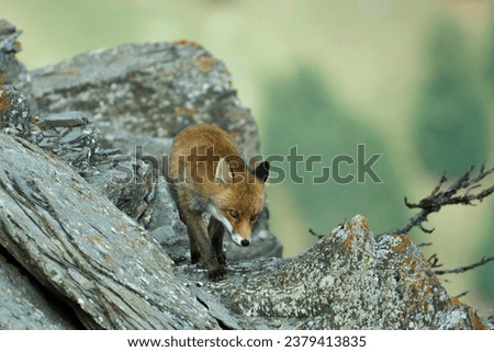 Red fox (Vulpes vulpes) looking for food on a rocky cliff with mountain landascape background. Italy, Alps.