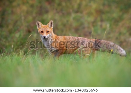 Similar – Red Fox Science & Research