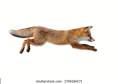 Red fox (Vulpes vulpes) making long jump isolated on white background. Flying fox. Orange fur coat animal hunting. Fox in winter fur. Wildlife scene from Europe. Habitat Europe, Asia, North America.