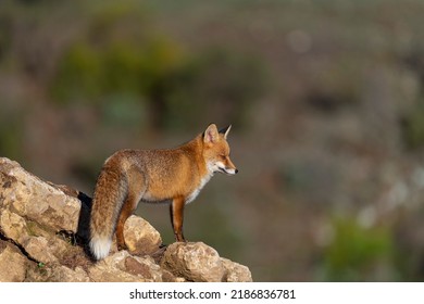 Red Fox (Vulpes Vulpes) Malaga, Spain