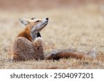 Red fox Vulpes vulpes. A fox in a meadow. Wild young fox. Close up.