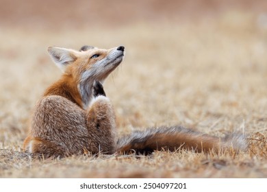 Red fox Vulpes vulpes. A fox in a meadow. Wild young fox. Close up. - Powered by Shutterstock