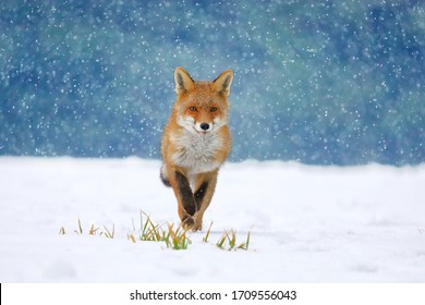Red fox (Vulpes vulpes) on winter forest meadow in snowfall. Orange fur coat animal hunting in snow. Fox in winter nature. Wildlife scene from Europe. Habitat Europe, Asia, North America.