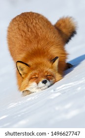 Red fox (Vulpes). Portrait of a red fox close-up. The fox lies in the snow. Spring in the far North. Tender and cozy feeling. Arctic wildlife. Nature and animals of Chukotka. Siberia, Far East Russia.
