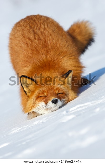 赤いキツネ 赤いキツネの接写 狐が雪の中に横たわっている はるか北の春 優しくて居心地が良い感じ 北極圏の野生生物 チュコトカの自然と動物 シベリア 極東ロシア の写真素材 今すぐ編集