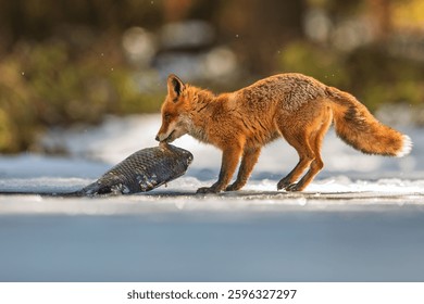 red fox (Vulpes vulpes) pulling a fish across a lake of ice
