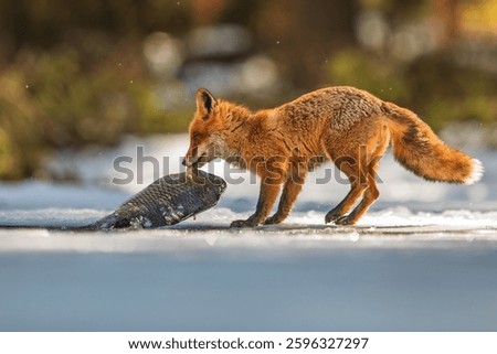 red fox (Vulpes vulpes) pulling a fish across a lake of ice