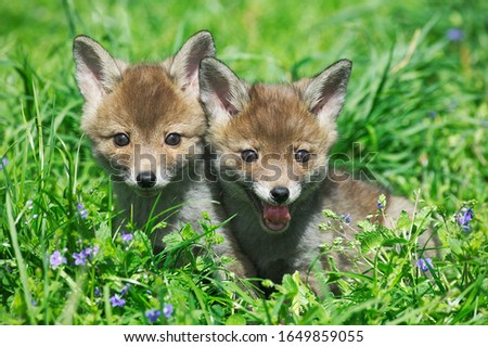 Red Fox, vulpes vulpes, Pup sitting in Flowers, Normandy   ストックフォト © 