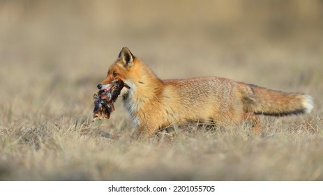 Red Fox (Vulpes Vulpes), Runs In A Meadow With Prey, Hunting Pheasant, Moravia, Czech Republic