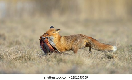 Red Fox (Vulpes Vulpes), Runs In A Meadow With Prey, Hunting Pheasant, Moravia, Czech Republic