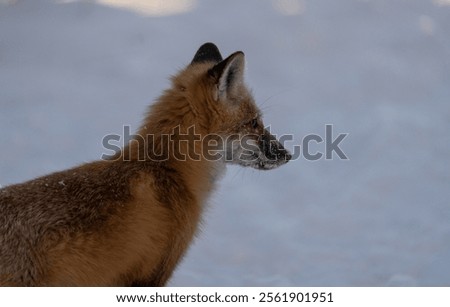 Red fox (Vulpes Vulpes) side profile portrait with a winter snow background