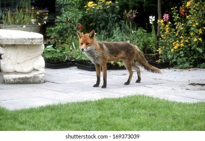 Red Fox, Vulpes Vulpes, Single Mammal In Garden,  UK                