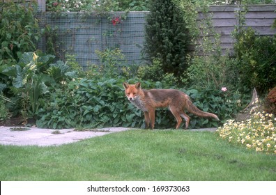 Red Fox, Vulpes Vulpes, Single Mammal In Garden,  UK                