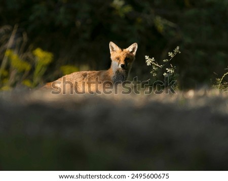 Similar – Europäischer Rotfuchs