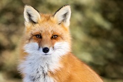 Red Fox - Vulpes Vulpes, Sitting Up At Attention, Direct Eye Contact, A Little Snow In Its Face, Tree Bokeh In Background