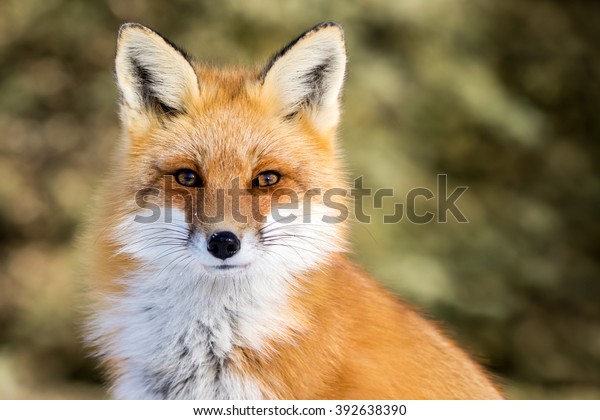 Red Fox\
- Vulpes vulpes, sitting up at attention, direct eye contact, a\
little snow in its face, tree bokeh in\
background