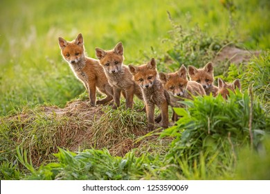 Red fox, vulpes vulpes, small young cubs near den curiously weatching around. Cute little wild predators in natural environment. Brotherhood of animlas in wilderness. - Shutterstock ID 1253590069