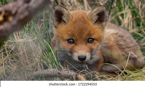 Young Red Fox High Res Stock Images Shutterstock