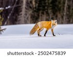 Red Fox (Vulpes vulpes) in the Snow in Colorado