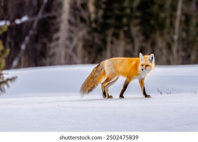 Red Fox (Vulpes vulpes) in the Snow in Colorado - Powered by Shutterstock