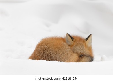 Red Fox (Vulpes vulpes) - Snuggled Up Nicely - Powered by Shutterstock