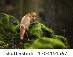 Red Fox, Vulpes vulpes in spring forest. Beautiful animal in the nature habitat. Wildlife scene from the wild nature.