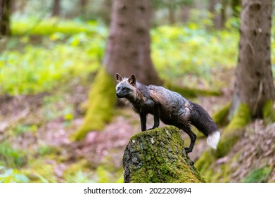 The red fox (Vulpes vulpes) standing on a stump in the forest and looking around, looking for food. Fox with black fur.