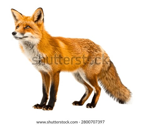 Red Fox Vulpes vulpes Standing Side View Wild Canid Animal Portrait Isolated on White Background