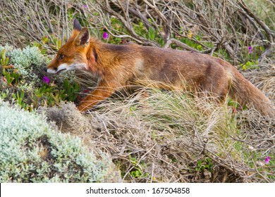 Red Fox (vulpes Vulpes) In Victoria (Great Ocean Road), Australia