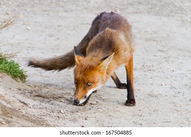 Red Fox (vulpes Vulpes) In Victoria (Great Ocean Road), Australia